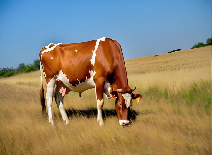 Kuris patogiau aptikti nėštumą galvijams: šlapimas ar kraujas?