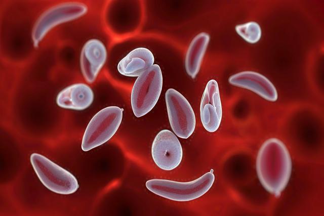 Suprasti toksoplazmos gondii infekciją katėms ir šunims: simptomai, diagnozė ir gydymas