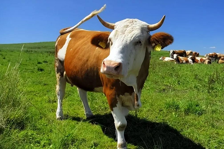 Galvijų nėštumo aptikimas: Babio fluorescencijos greitojo bandymo rinkinys