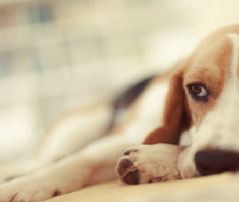 Brucella canis antikūnas (B. canis AB) testo rinkinys: greita bruceliozės lauko diagnozė gyvuliuose