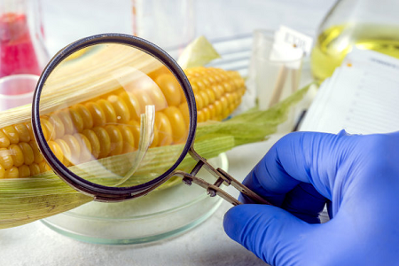 „Babio“ ochratoksinas Greitas bandymo kasetė - užtikrinant pasaulinę maisto saugą