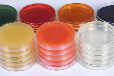 Aukštos kokybės „Sapouraud Dextrose Agar“ (SDA), kurį sukūrė Babio