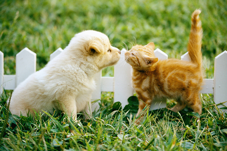 Paleidžia patikimą „Toxoplasma Gondii Antigen“ (Toxo AG) bandymo rinkinį, skirtą naminių gyvūnėlių sveikatai
