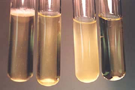 „Babio“ pristato didelio našumo smegenų širdies infuzijos sultinį, skirtą „Global Microbiology Labs“.