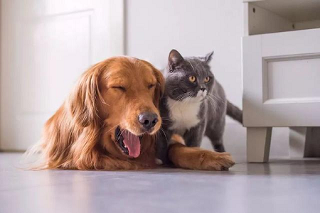 Babio pristato TOXO Ab testo rinkinį, skirtą greitam toksoplazmos antikūnų aptikimui naminiams gyvūnėliams