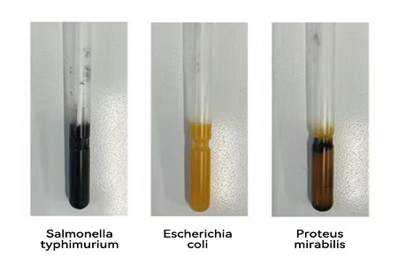 BABIO pristato didelio našumo transportavimo terpę (SS tipo) patikimam pasauliniam mikrobų mėginių perdavimui