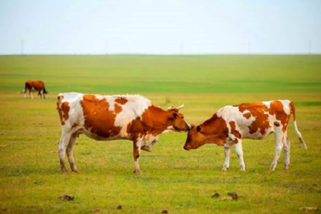 BABIO pristato didelio jautrumo galvijų nėštumo greitojo testo rinkinį šiuolaikiniam galvijų auginimui