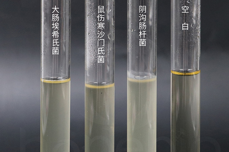 „Babio Biotechnology“ pristato didelio našumo smegenų širdies infuzijos sultinį, užtikrinantį patikimą mikrobų auginimą