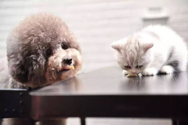 „Babio Biotech“ pristato pažangų naminių gyvūnėlių testų rinkinį, skirtą tiksliai diagnostikai